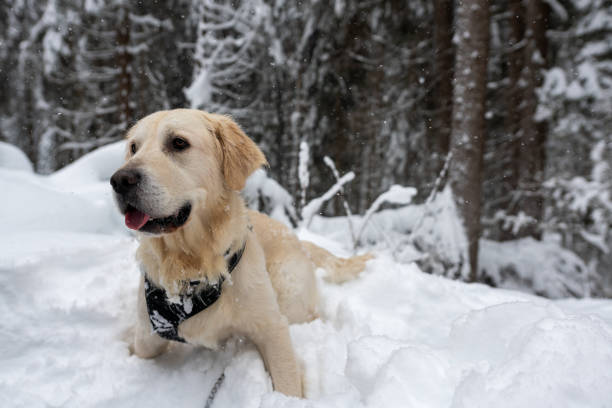 istock Golden retriever in the snow 1295075975