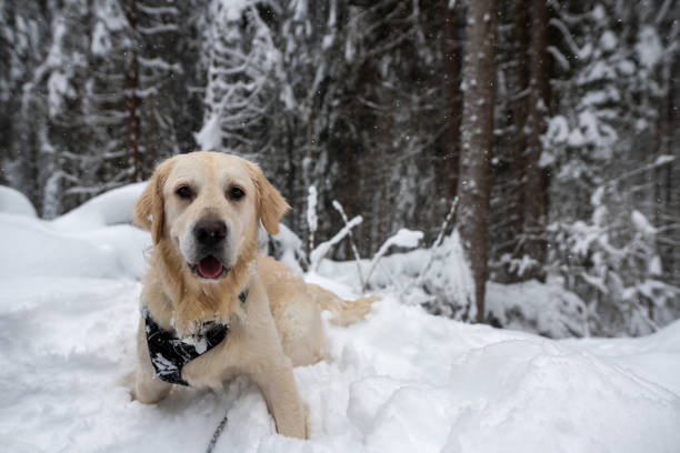 istock Golden retriever in the snow 1295076002