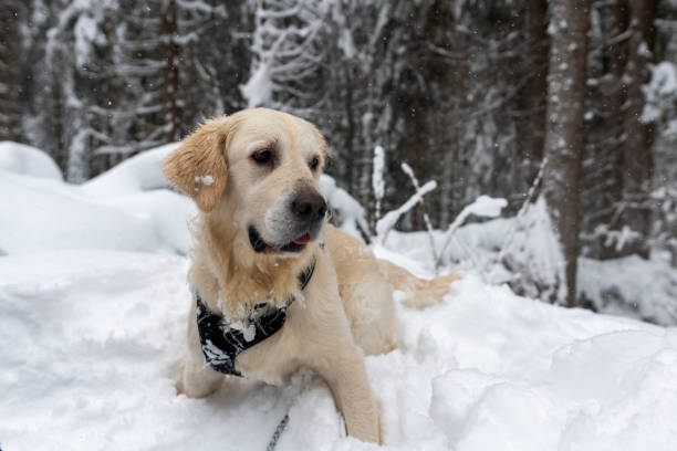 istock Golden retriever in the snow 1295076043