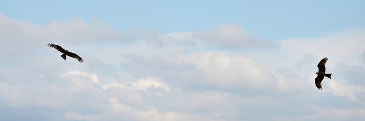 Widescreen defocused, sky background with clouds and flying falcons. Selective focus