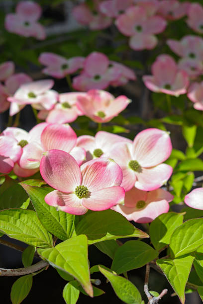 istock Pink dogwood tree blossoms 1295076125