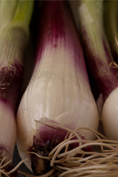fresh white and violet onions from tropea, southern italy. typical prodduct
