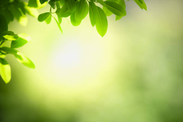 istock Beautiful nature view green leaf on blurred greenery background under sunlight with bokeh and copy space using as background natural plants landscape, ecology wallpaper concept. 1295076830