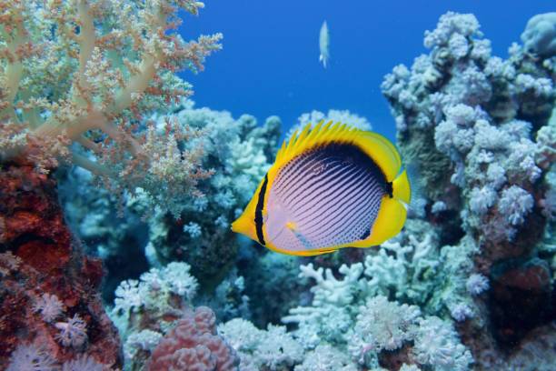 piękna podwodna scena z rafą koralową i blackbacked butterflyfish (chaetodon melannotus) - chaetodon zdjęcia i obrazy z banku zdjęć