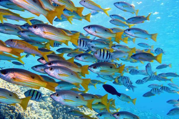 istock Beautiful shoal of tropical fish  in full diversity 1295077021