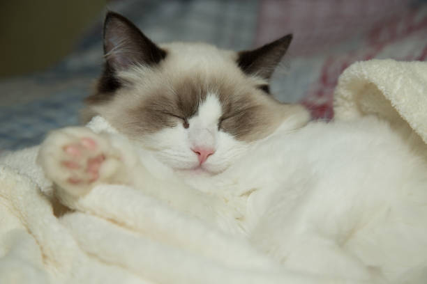 istock Young beautiful purebred Ragdoll cat at home 1295077026
