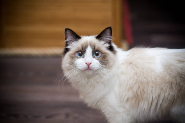 istock Young beautiful purebred Ragdoll cat at home 1295077031