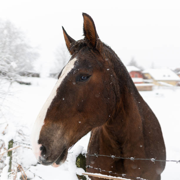 istock Wonderful horse 1295077279