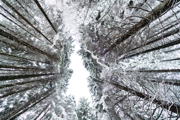 Wood during winter season covered by white snow