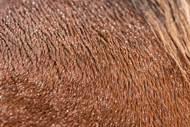 Animal fur close-up as background. Brown natural cow fur texture. Natural brown fur texture.