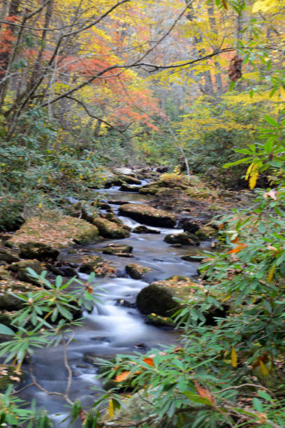 istock In fall, a small creek is surrounded with changing leaves. 1295079256