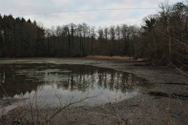 istock waterless lake with a forest in background 1295079459