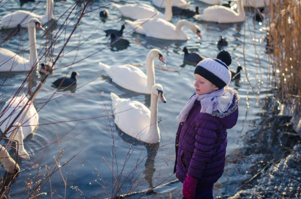 istock child and group of swans and duck on water surface 1295079548