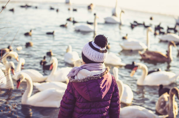 istock child and group of swans and duck on water surface 1295079559