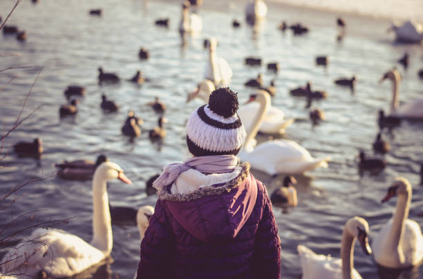 lovely child feeding group of beautiful white swans and ducks on frozen pond in winter time on water surface