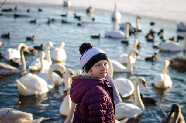 istock child and group of swans and duck on water surface 1295079573