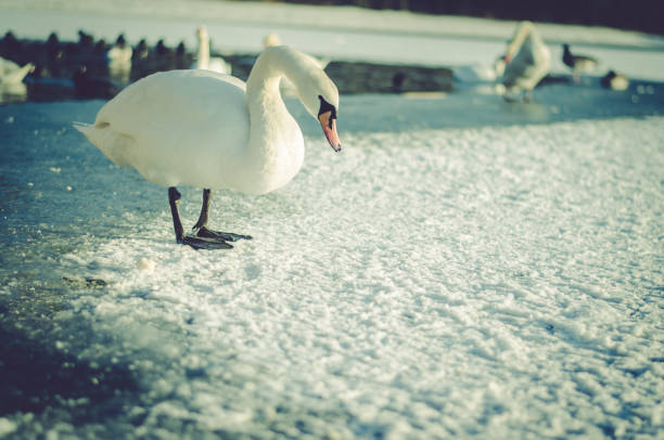 istock swan in frozen lake on snow 1295079676