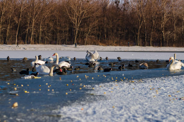 istock swans on water in city park 1295079679