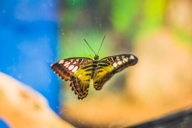 A close up view of the Short Banded Sailor (Phaedyma columella) in the garden.Taken in Singapore.