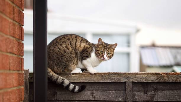 Cat on a Garden Fence stock photo