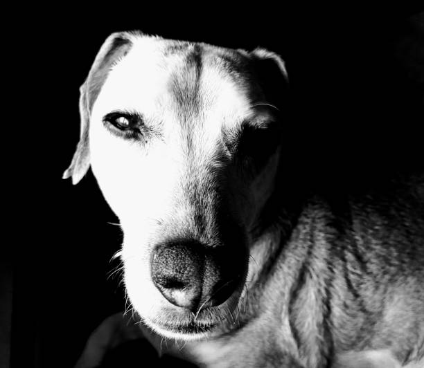 istock Sweet Beagle in the Light 1295082804