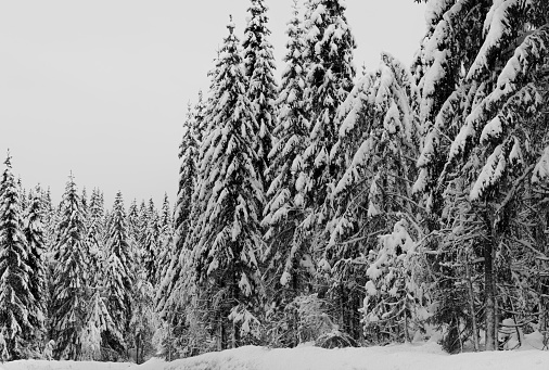 Winter Scandinavian forest after heavy snowfall, Norway
