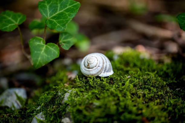 macro ravvicinata di un guscio di lumaca sul muschio in una foresta - snail escargot animal speed foto e immagini stock