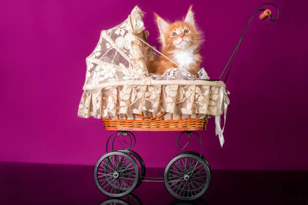 istock A nice red and white maine coon kitten. 1295086714