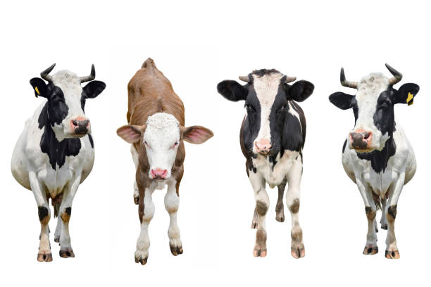 istock Three cows and calf isolated on white. cow standing in front of white background. 1295086915