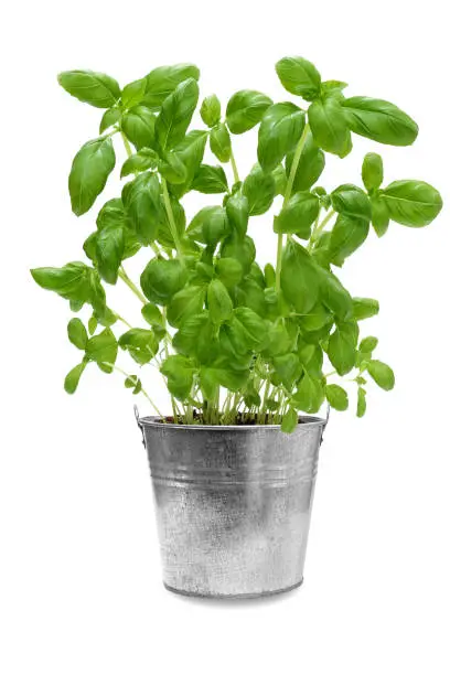 Photo of Herbs of basil in a bucket