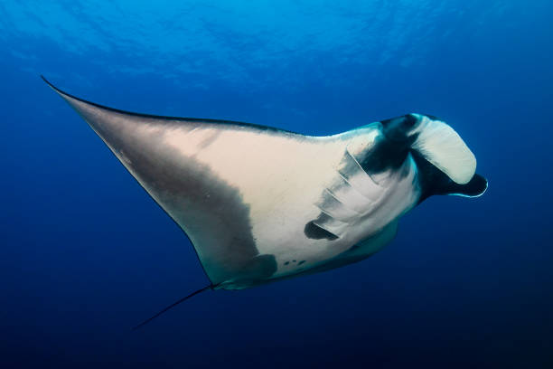 istock Huge Oceanic Manta Ray (Manta birostris) in a blue tropical ocean (Andaman Sea) 1295087772