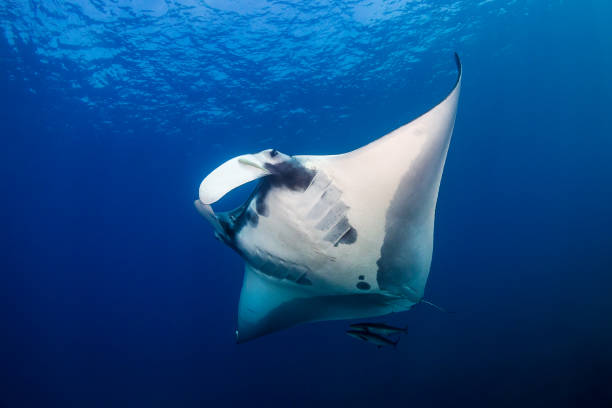 istock Huge Oceanic Manta Ray (Manta birostris) in a blue tropical ocean (Andaman Sea) 1295087792