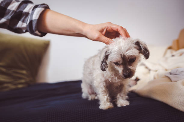 istock Woman caress her little dog 1295087914