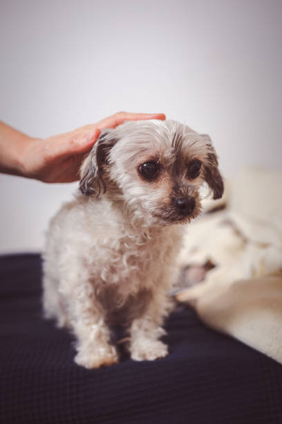 istock Woman caress her little dog 1295088399