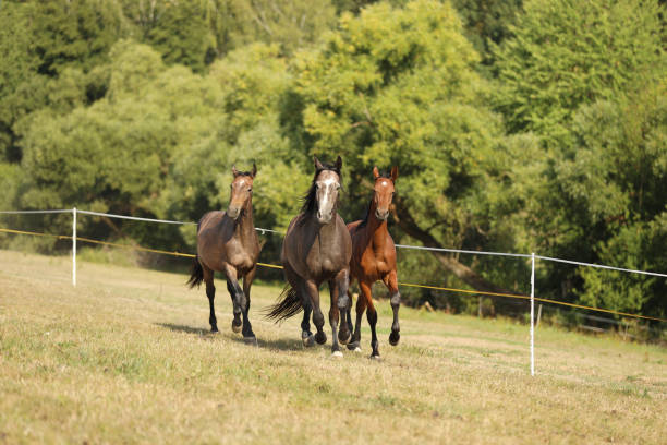 istock Three young horses galloping on pasture in sunny summer day. Stallions on meadow. 1295089457
