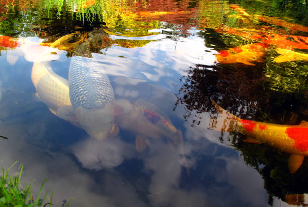 Free Stock Photo of Dynamic scene of colorful koi fish in a pond ...