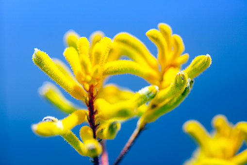 Kangaroo Paw yellow flowers, macro photography, blue background with copy space, full frame horizontal composition