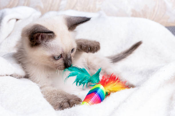 istock siamese kitten playing. Thai kitten with blue eyes 1295091612