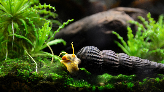 Aquatic snail Tylomelania in an aquarium.