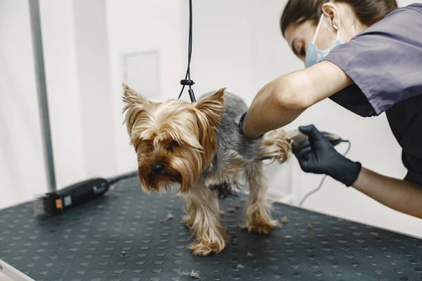 istock Yorkshire terrier getting procedure at the groomer 1295096185