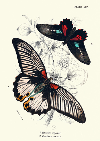 Vintage illustration of Butterflies, Iliades agenor, Parides aeneas, Wildlife butteryfly art