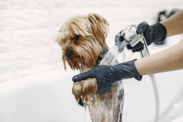 istock Yorkshire terrier getting procedure at the groomer 1295096302