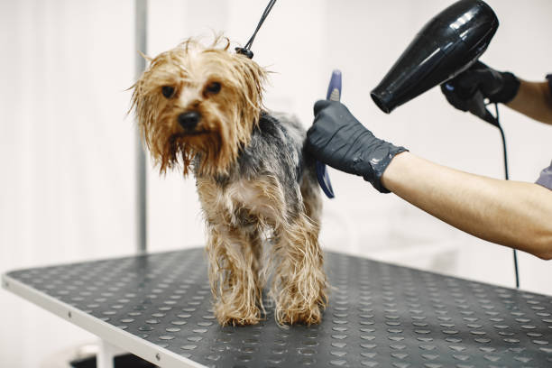 istock Yorkshire terrier getting procedure at the groomer 1295096433