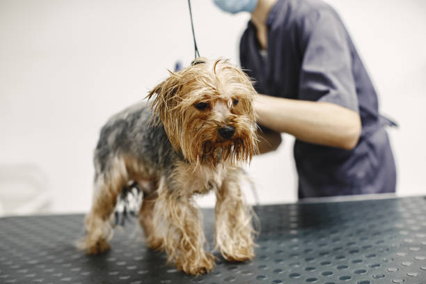 istock Yorkshire terrier getting procedure at the groomer 1295096444