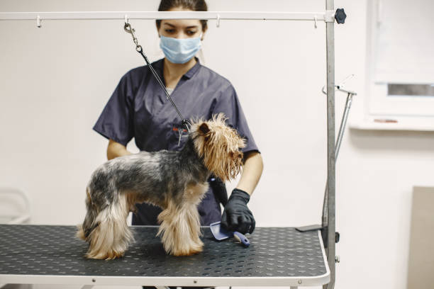 istock Yorkshire terrier getting procedure at the groomer 1295096461