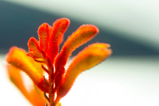 Kangaroo Paw red flowers, macro photography, background with copy space, full frame horizontal composition