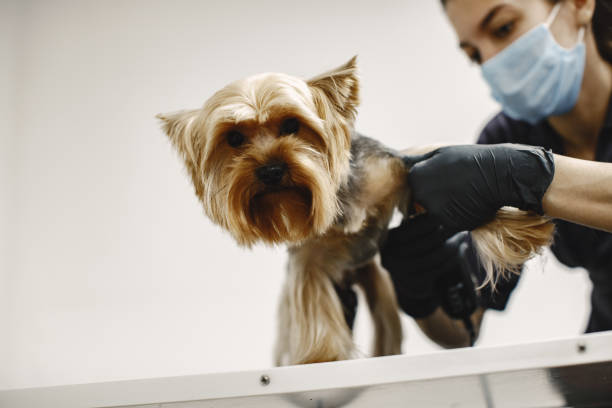 istock Yorkshire terrier getting procedure at the groomer 1295096567