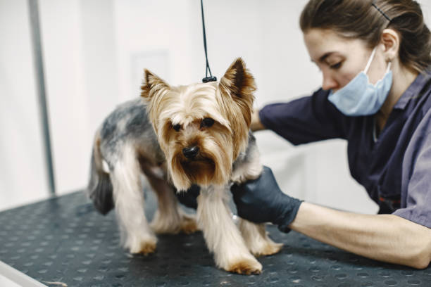 istock Yorkshire terrier getting procedure at the groomer 1295096666