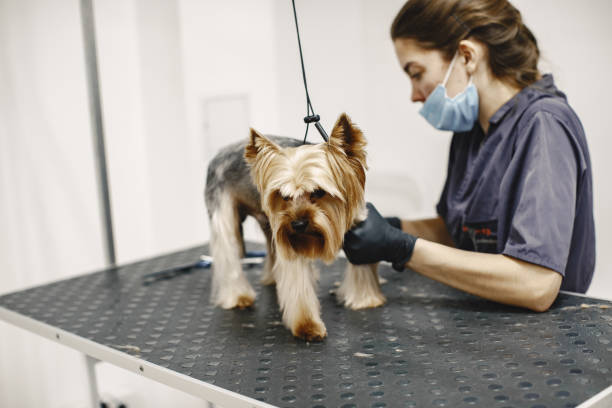 istock Yorkshire terrier getting procedure at the groomer 1295096670