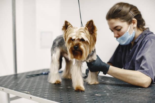 istock Yorkshire terrier getting procedure at the groomer 1295096682